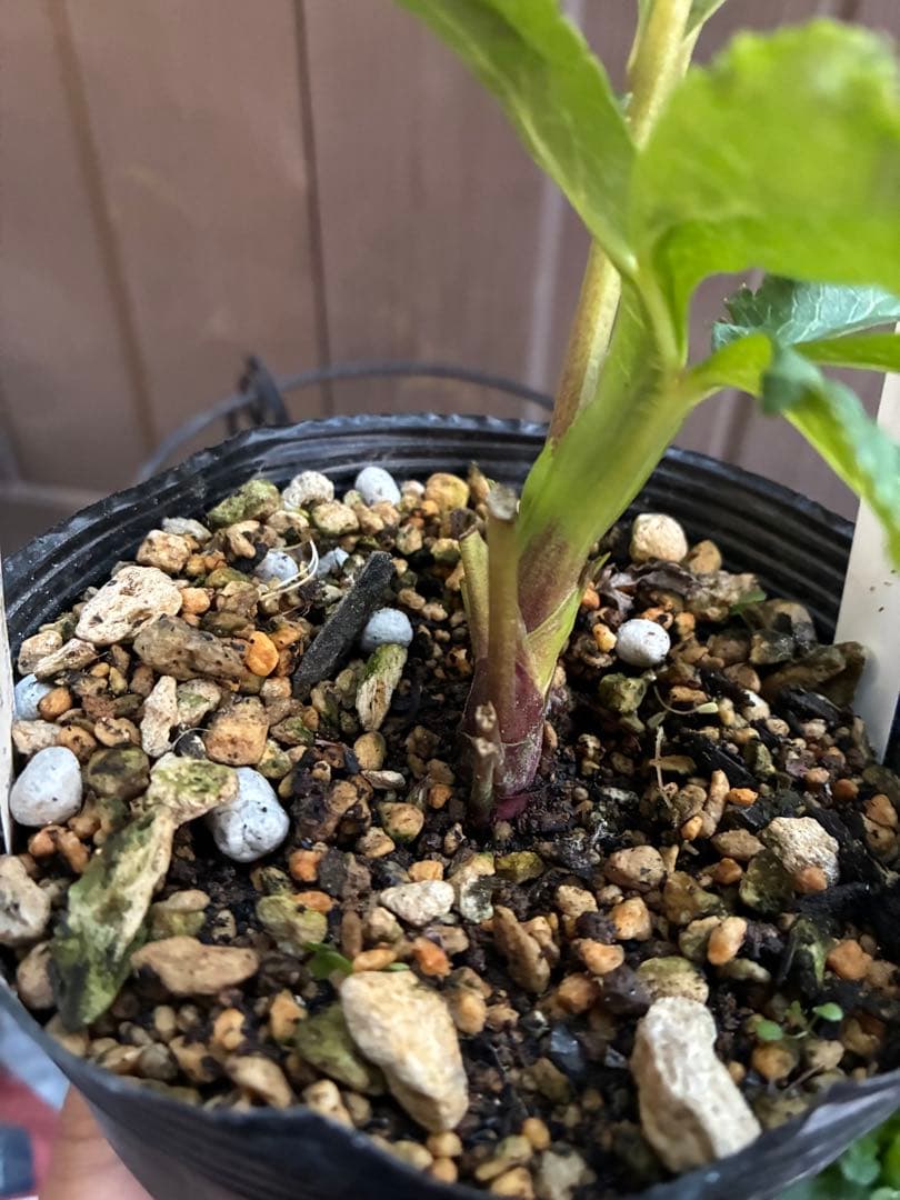 ♡認定♡モーリー　♪開花中♪