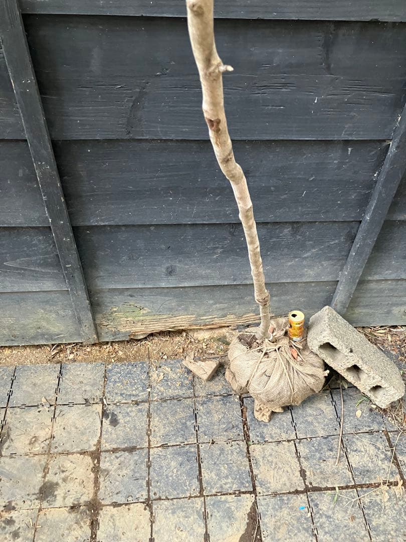 11 山採り　ヤマコウバシ