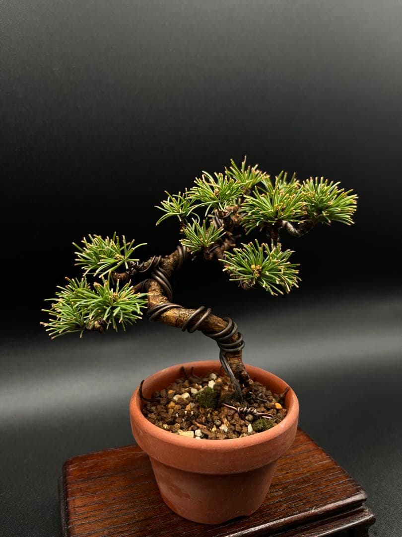 吾妻五葉松のミニ盆栽C