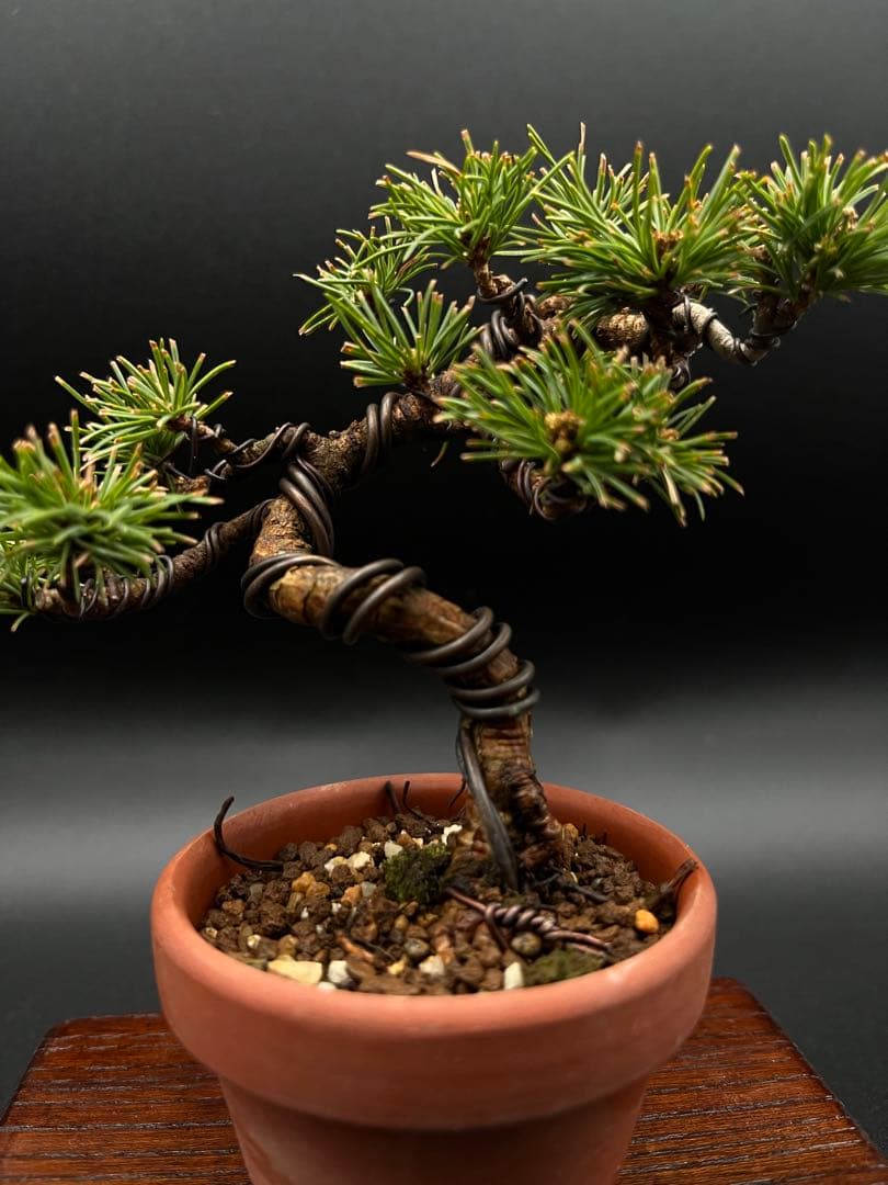 吾妻五葉松のミニ盆栽C