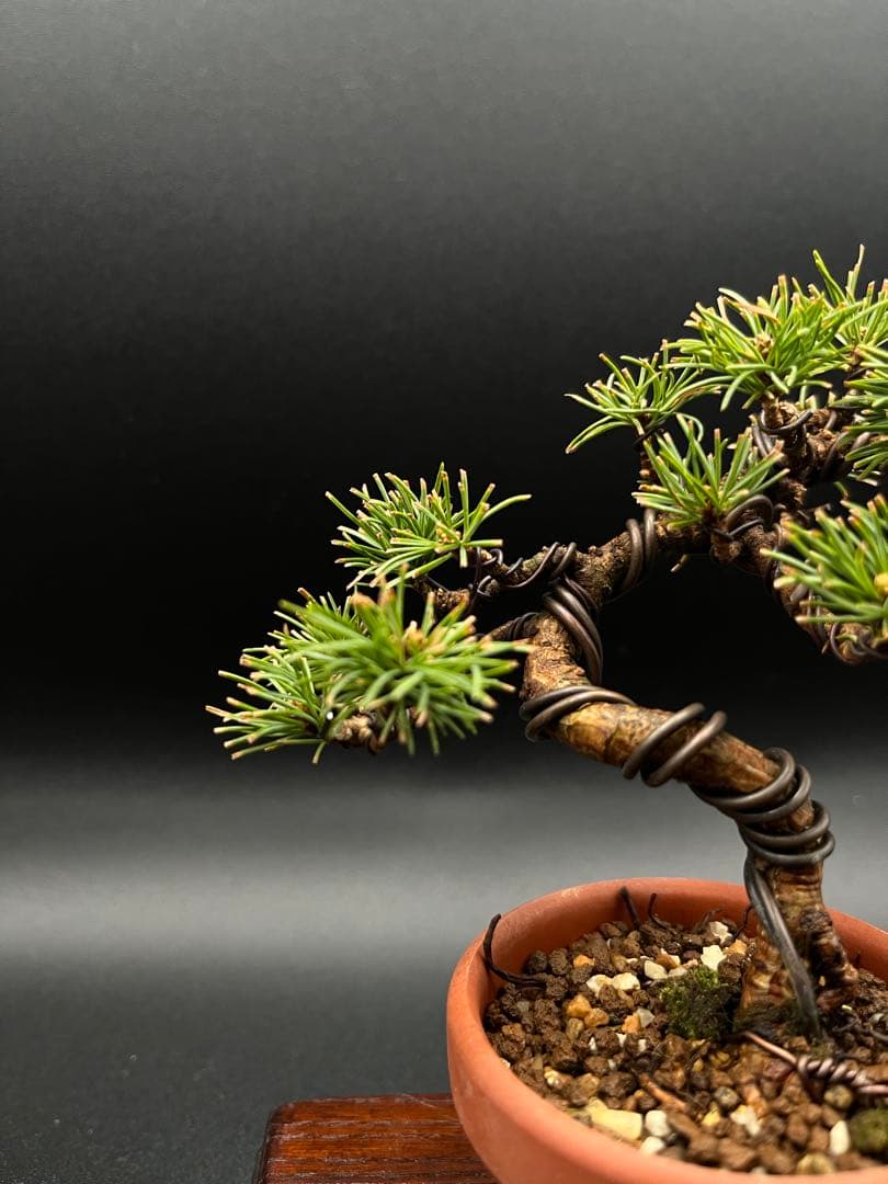 吾妻五葉松のミニ盆栽C