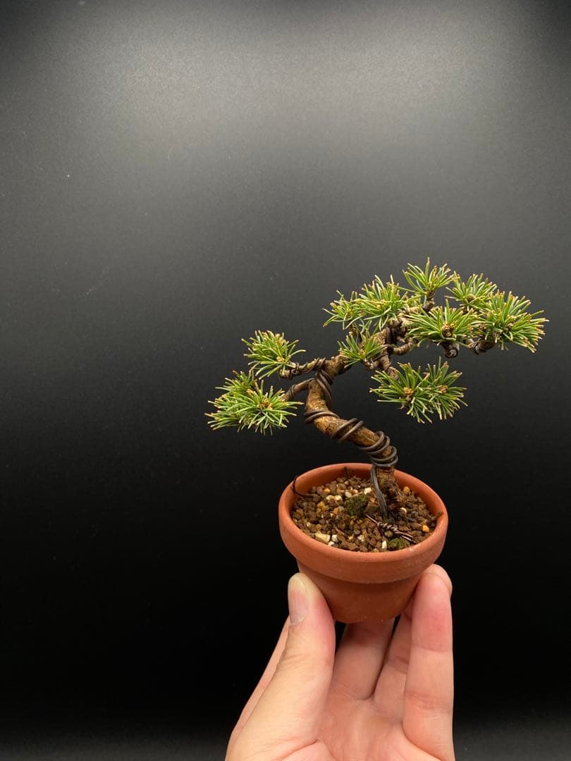 吾妻五葉松のミニ盆栽C