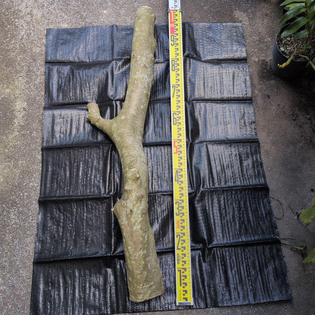 オリーブ　剪定枝　太枝　太木挿し