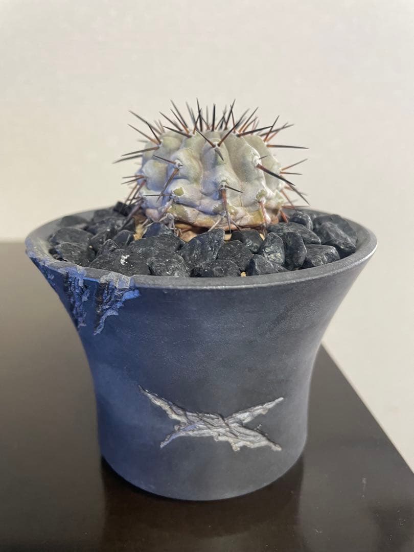 サボテンコピアポアシネレア黒王丸