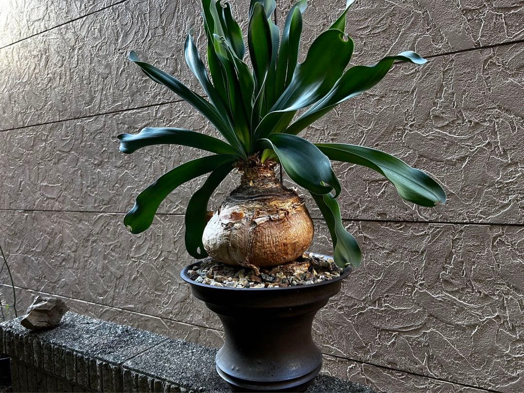 ブーファン　ハエマントイデス特大2頭