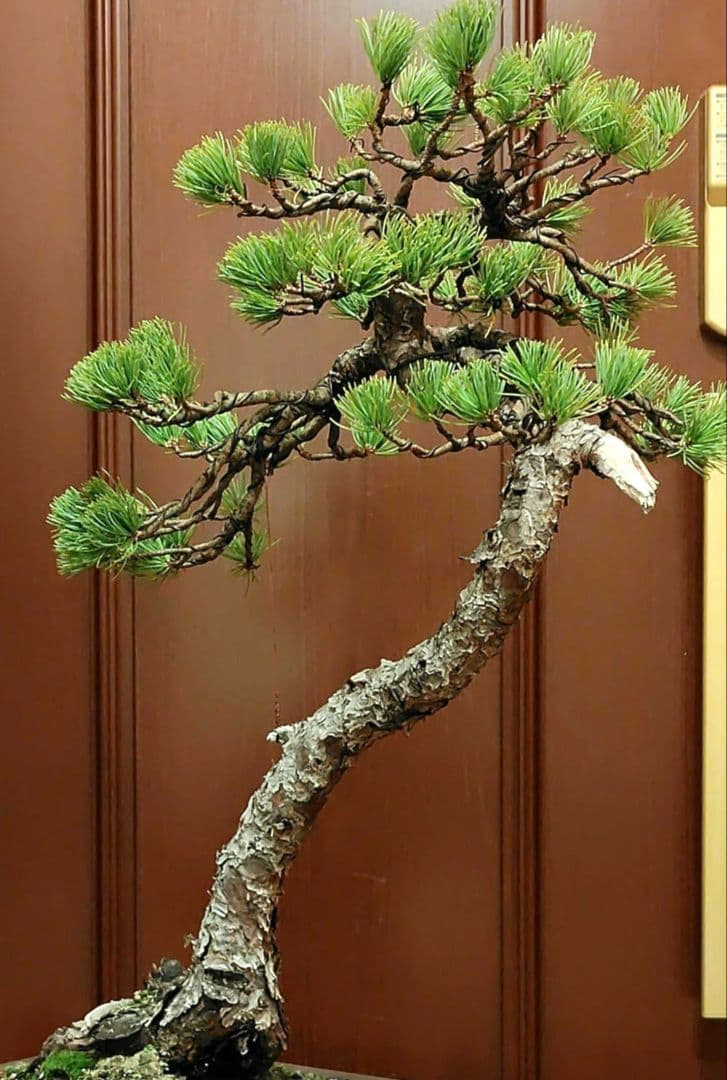 訳あり品、五葉松盆栽！