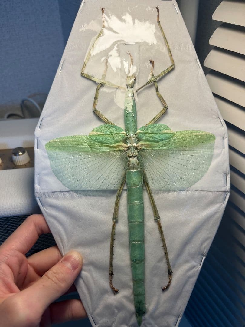 【状態良好】ゴライアスオオトビナナフシ 陸のザリガニ歩くソーセージコノハムシ