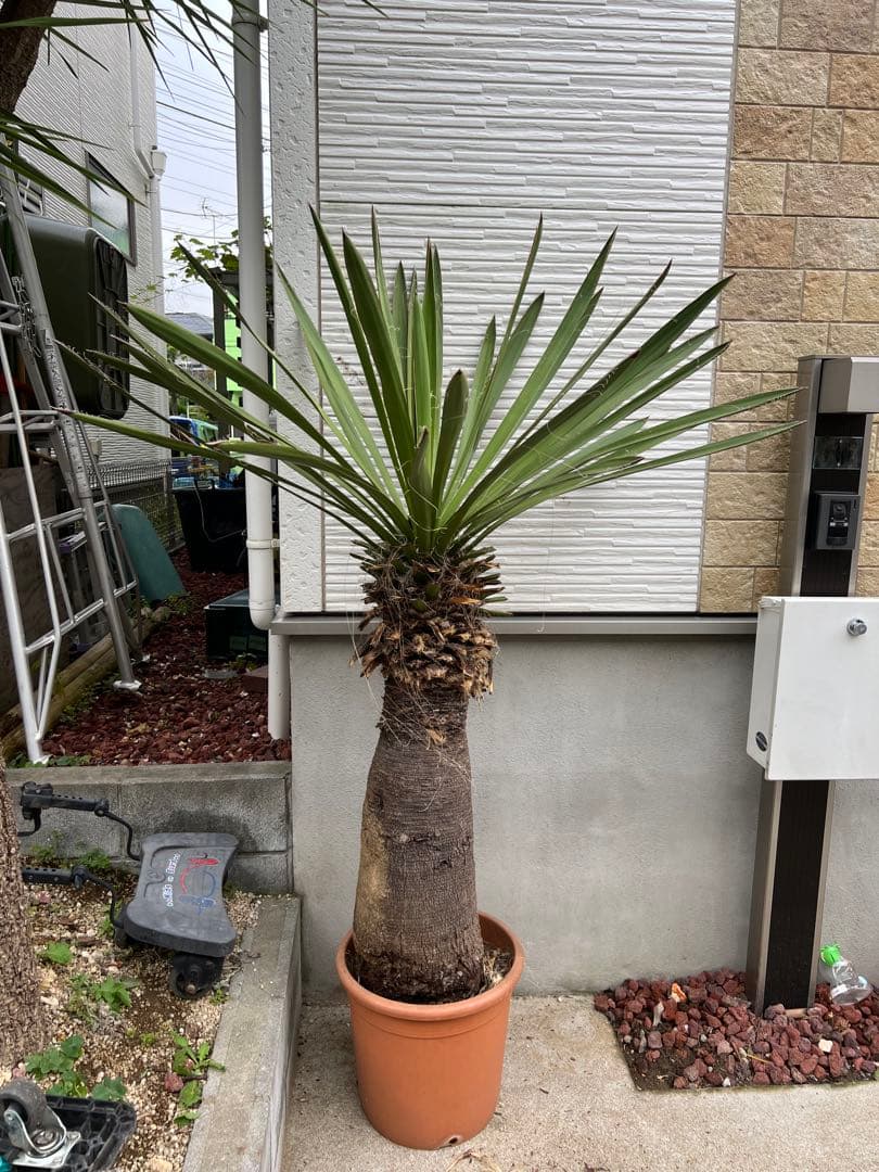 超特大・極太ユッカ・ファクソニアーナ