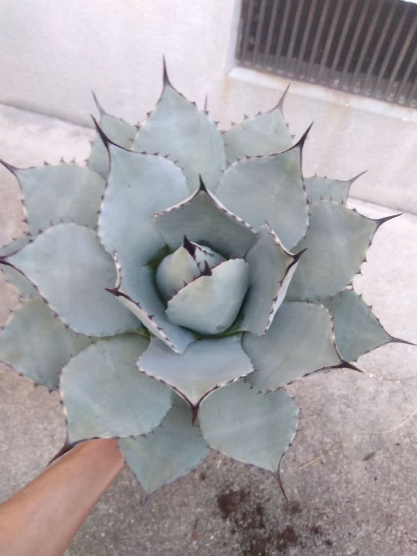 アガベ　パリー　吉祥天　33センチ❗　う