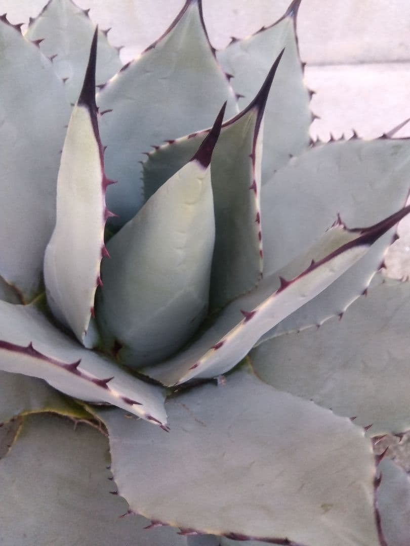 アガベ　パリー　吉祥天　33センチ❗　う