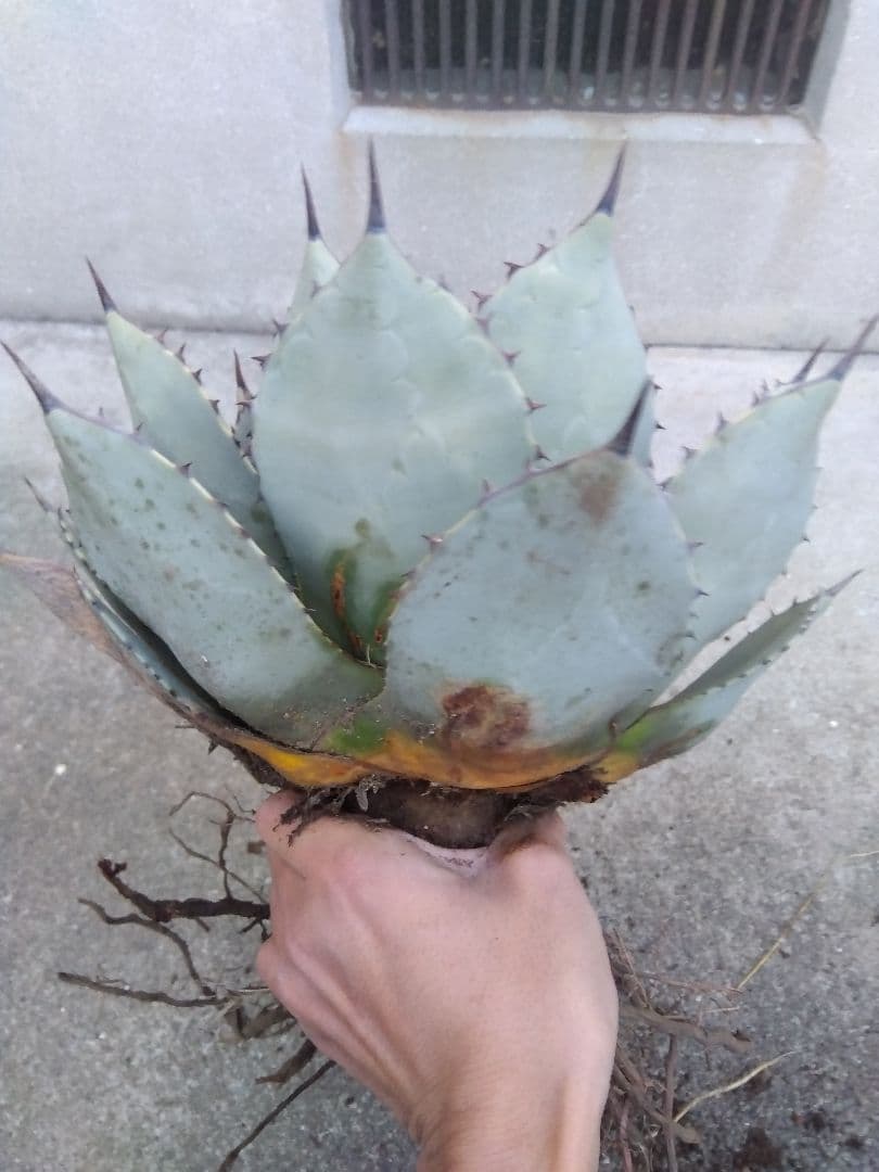 アガベ　パリー　吉祥天　33センチ❗　う