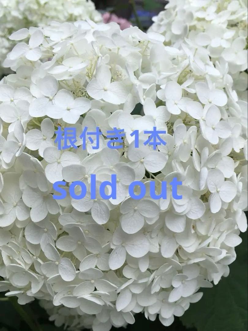 紫陽花アナベル挿し木苗⑫