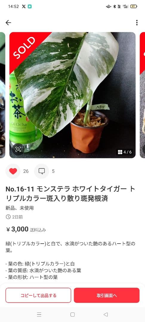 k様確認用 モンステラ 7.13.14.17 全部と各2枚ずつ