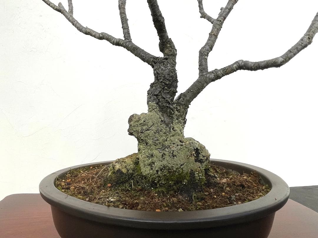 三河盆栽　野梅　盆栽