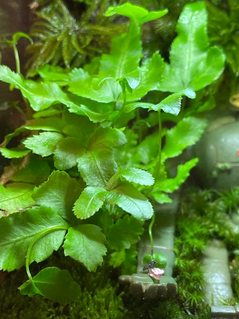 苔テラリウム　③
