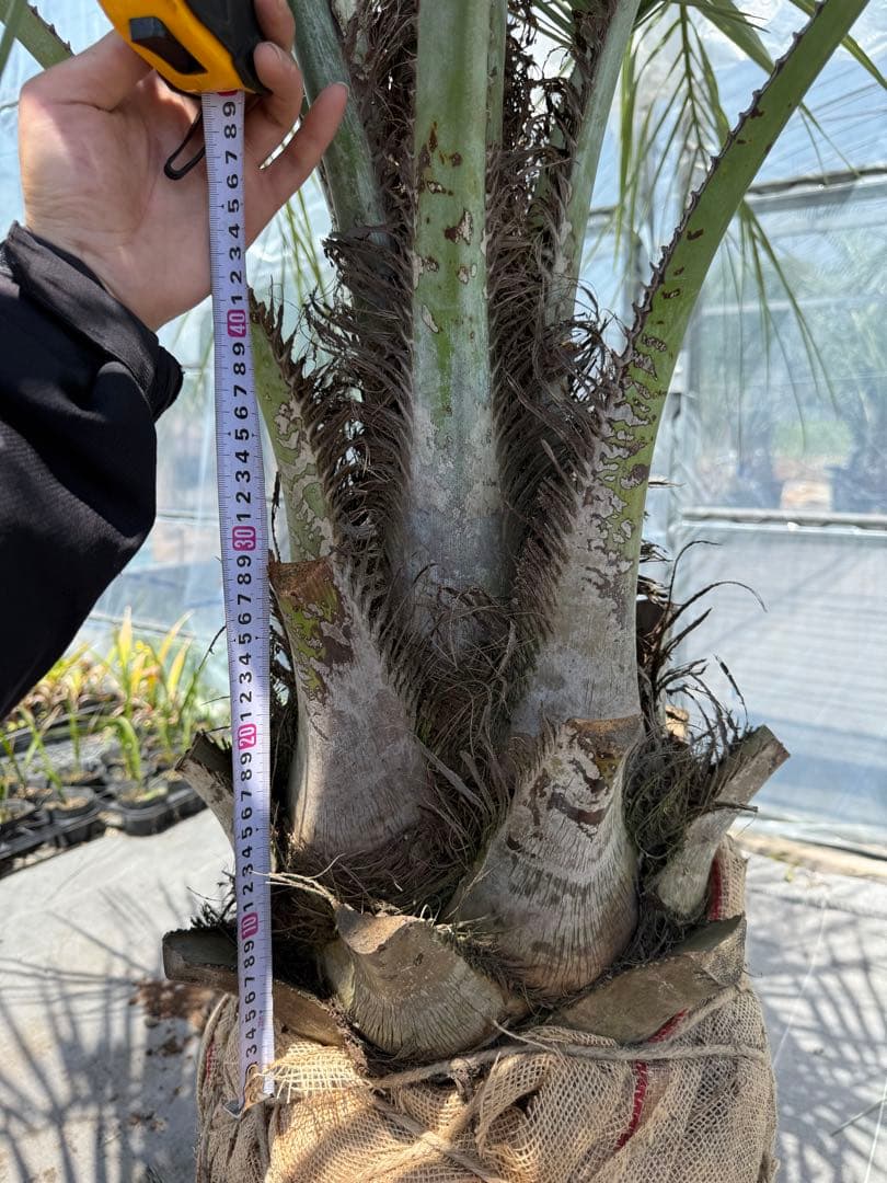 ココスヤシ　シルバーリーフ　葉先260cm幹回り100cm幹高40cm ④