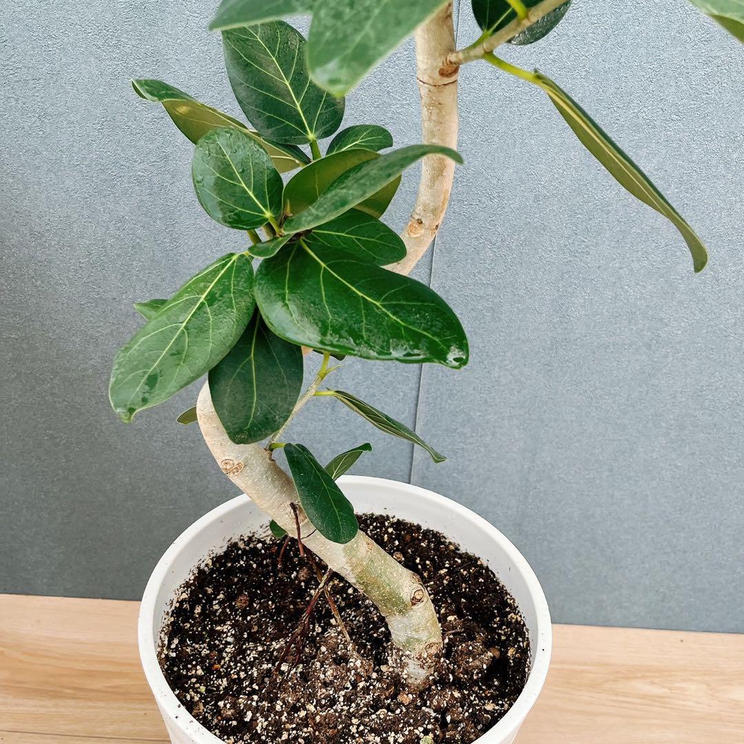 ［現品］97番　フィカス　ベンガレンシス　曲がり 8号　観葉植物　室内　大型