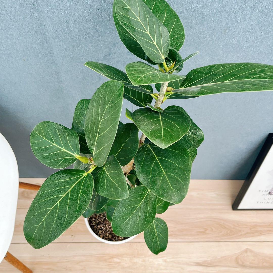［現品］97番　フィカス　ベンガレンシス　曲がり 8号　観葉植物　室内　大型