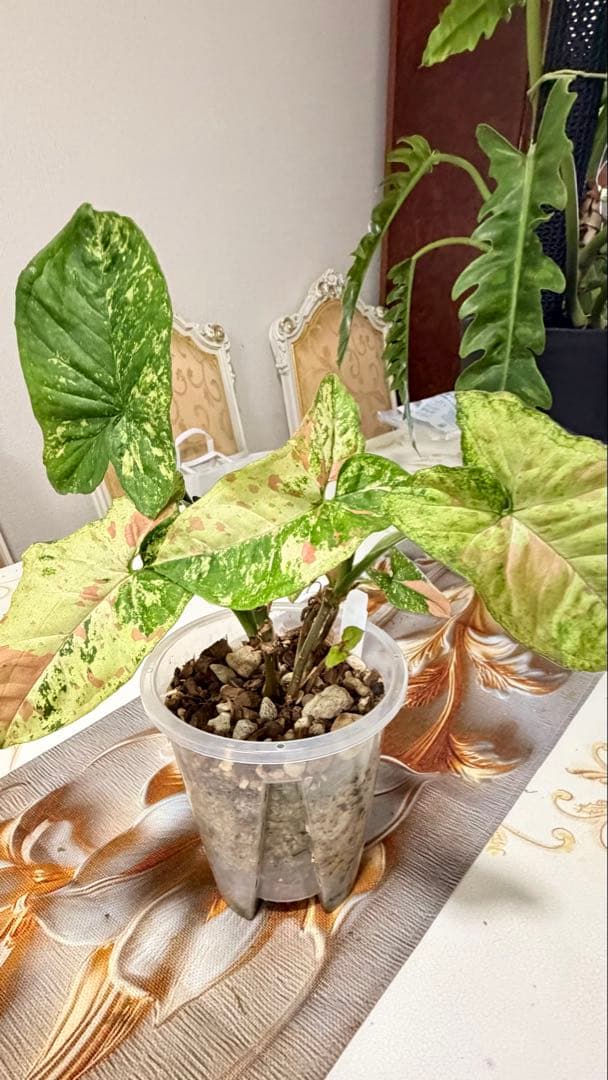 (レア)シンゴニウム・コンフェッティ・トリカラー&レッドスポット トリカラー