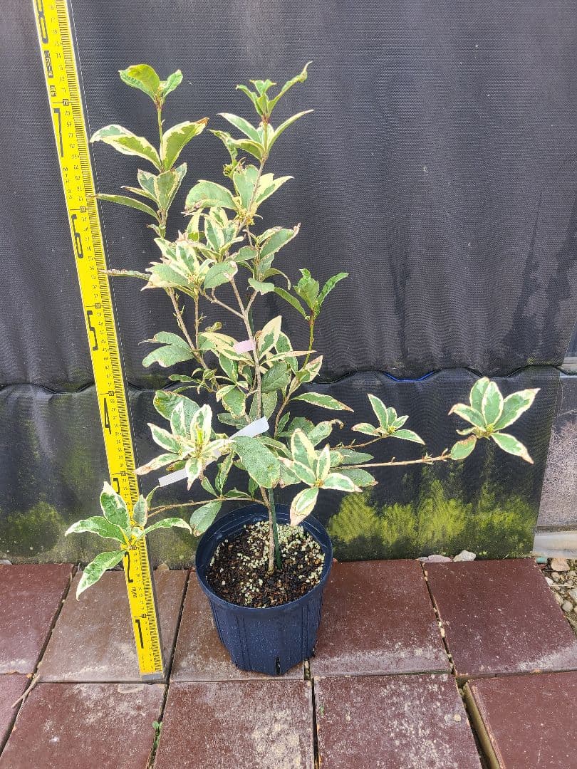 斑入りキンモクセイ希少品種／6号鉢 大苗 約75cm／トリカラーリーフ 常緑