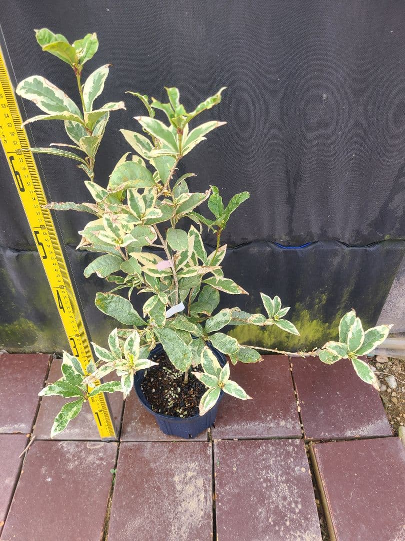 斑入りキンモクセイ希少品種／6号鉢 大苗 約75cm／トリカラーリーフ 常緑
