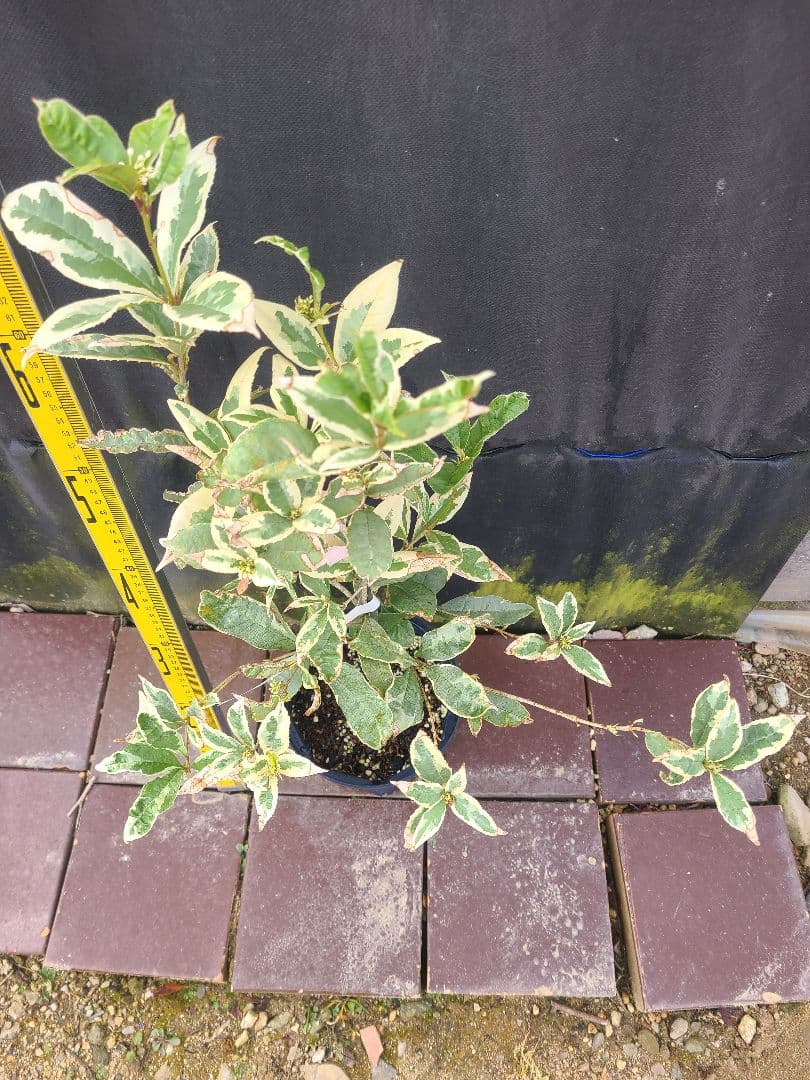 斑入りキンモクセイ希少品種／6号鉢 大苗 約75cm／トリカラーリーフ 常緑