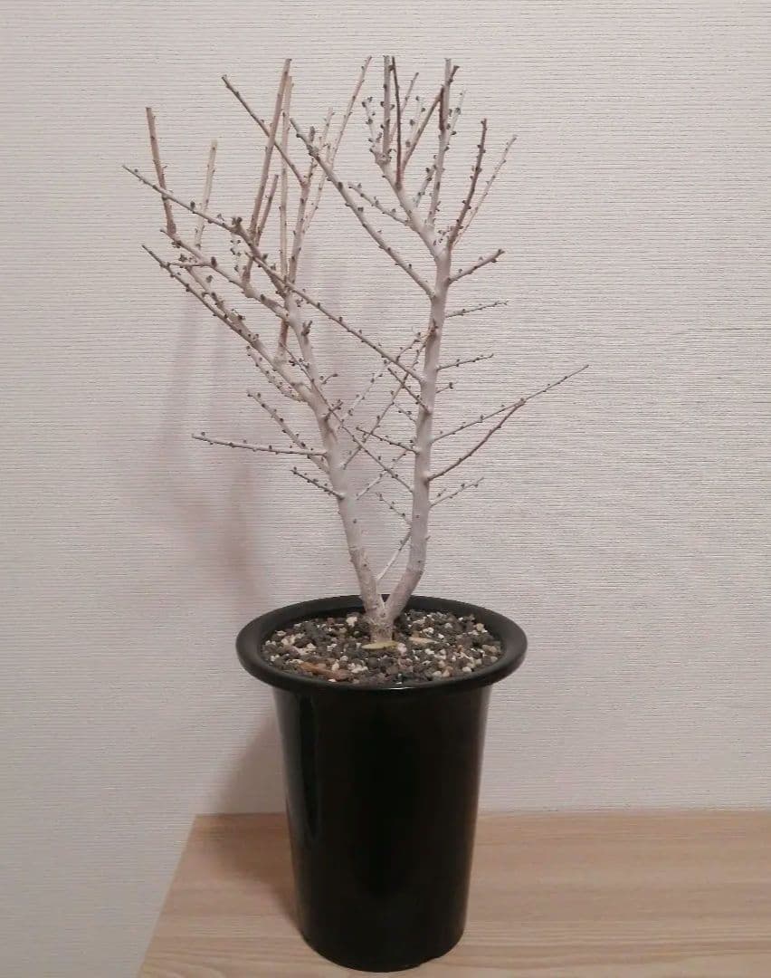 ボスウェリア　ソコトラナ（実生）