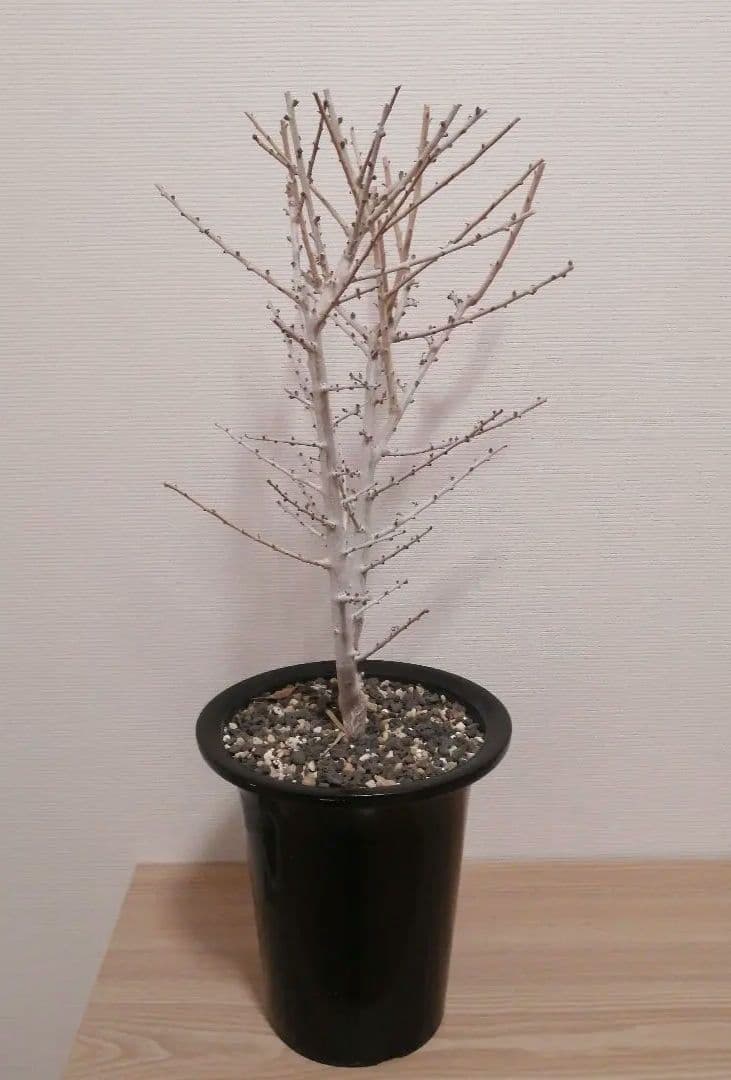 ボスウェリア　ソコトラナ（実生）