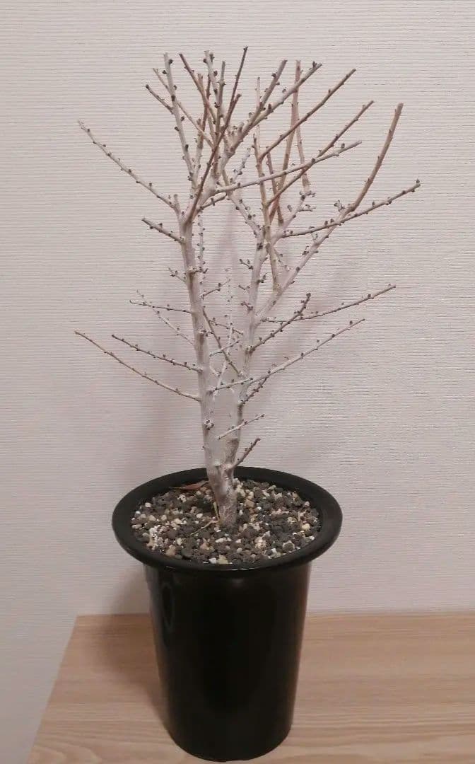 ボスウェリア　ソコトラナ（実生）