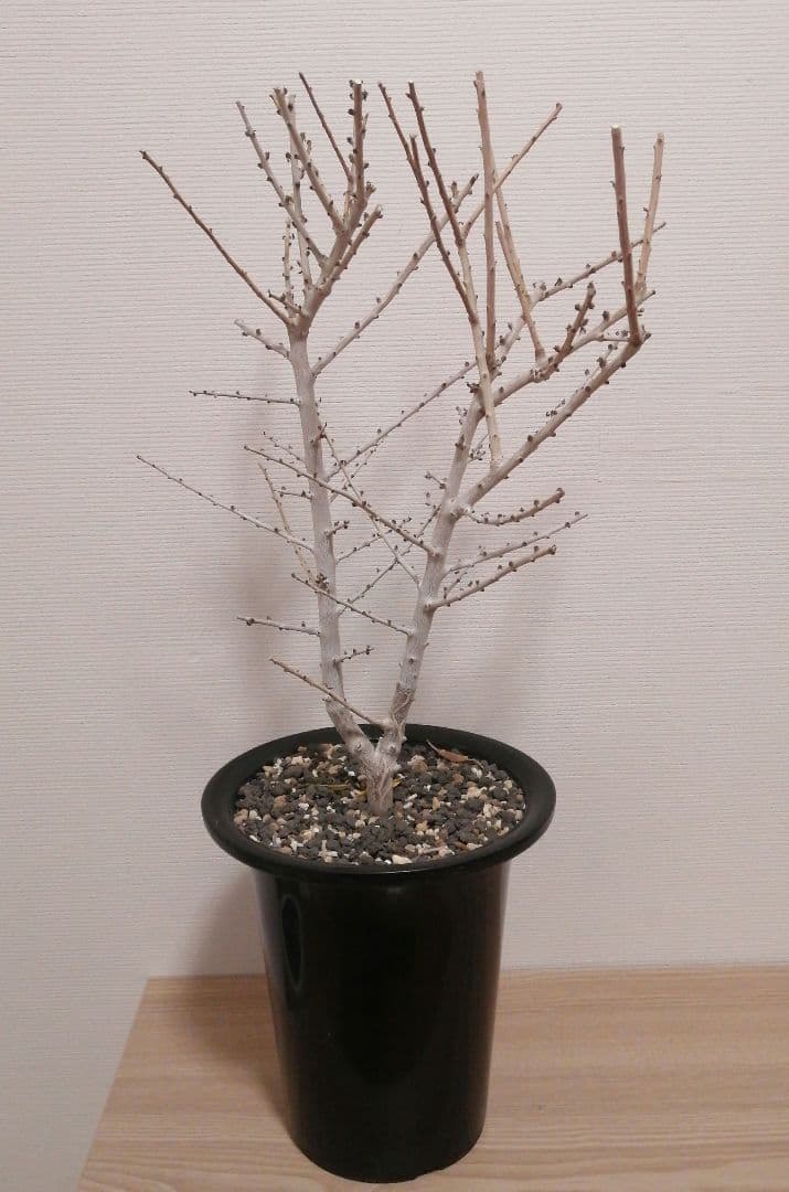 ボスウェリア　ソコトラナ（実生）