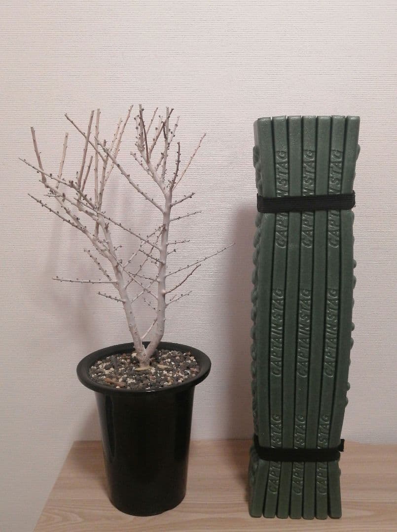 ボスウェリア　ソコトラナ（実生）