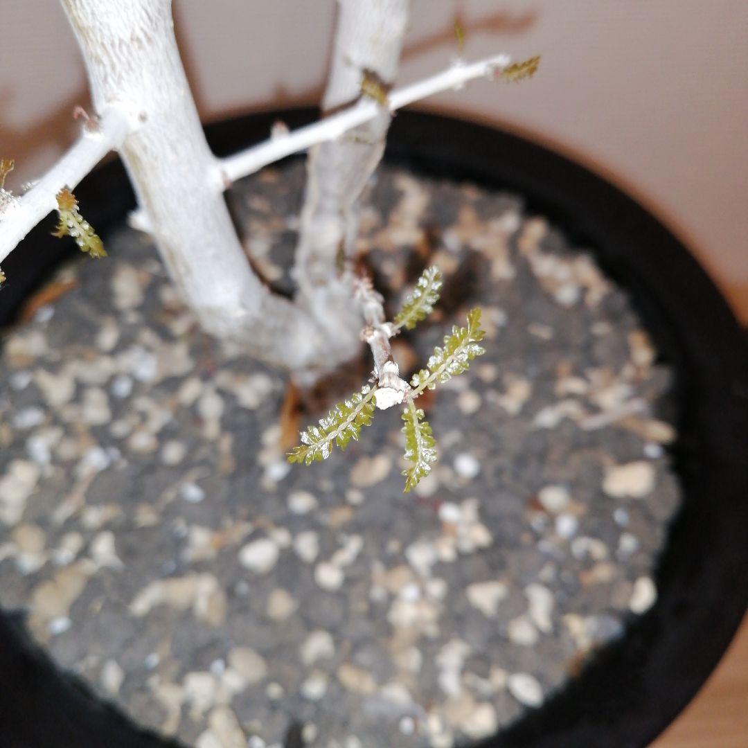 ボスウェリア　ソコトラナ（実生）