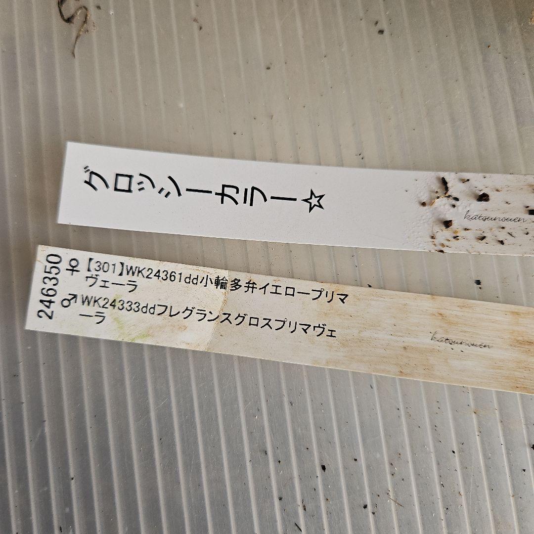 ㉖-401クリスマスローズ