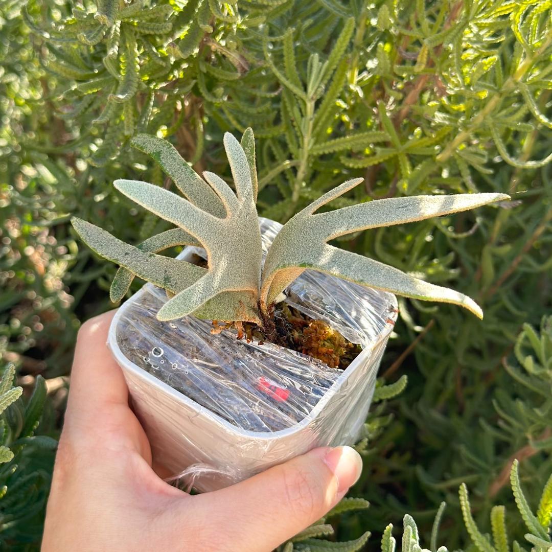ビカクシダ P.Willinckii Grace X P.Willinckii Totoro