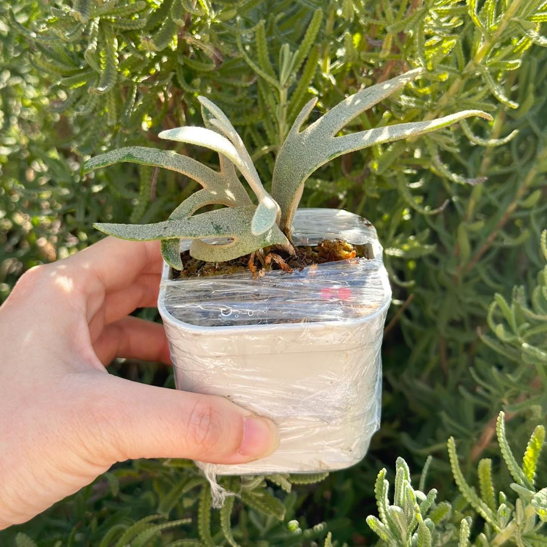 ビカクシダ P.Willinckii Grace X P.Willinckii Totoro