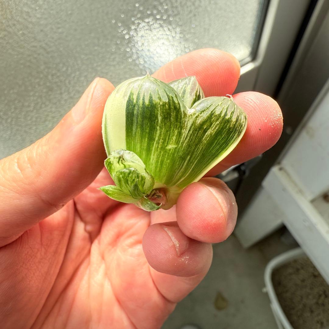 多肉植物 ハオルチア 実生オブツーサ錦 28番 カキコ 自宅実生最高1苗 初出品
