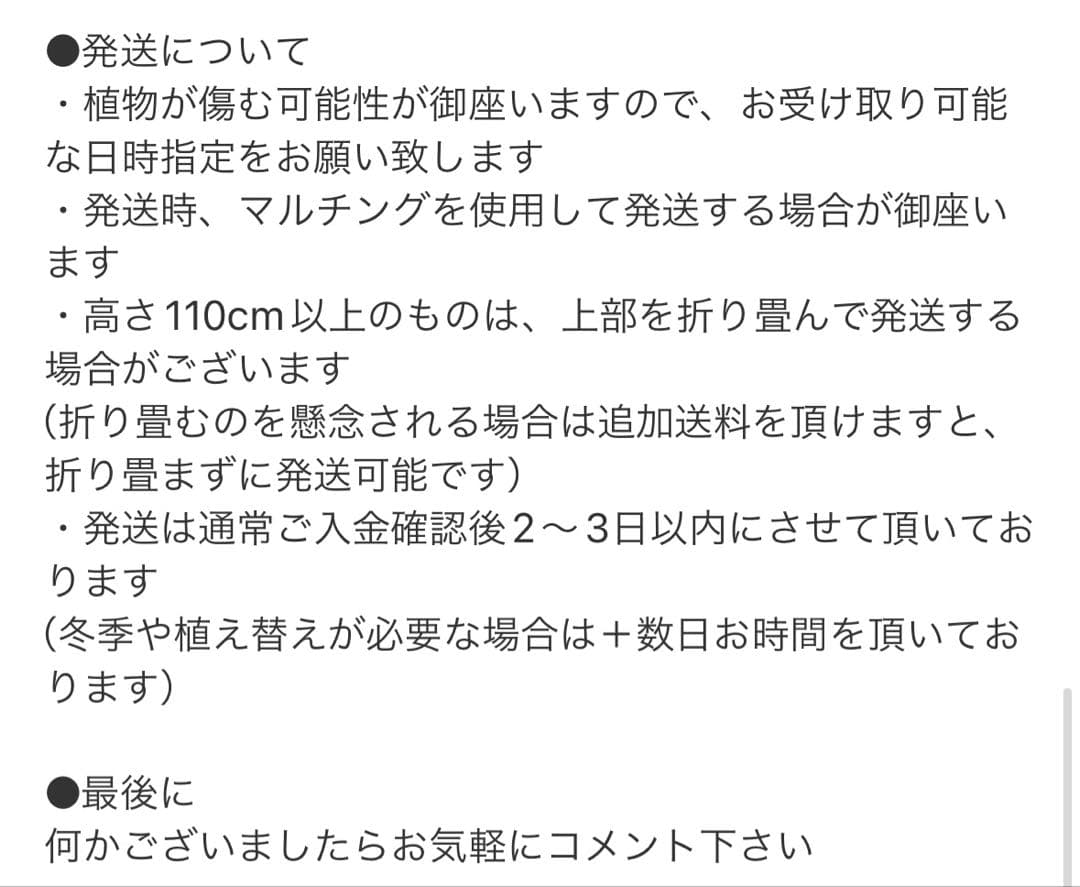 ［現品］84番　フィカス　ベンガレンシス　曲がり 8号　観葉植物　室内　大型