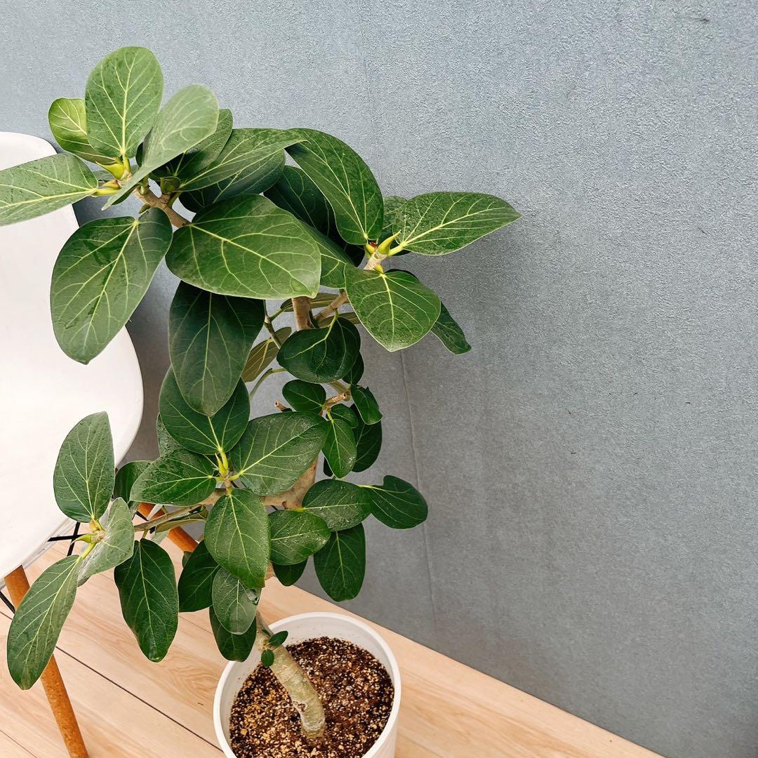 ［現品］84番　フィカス　ベンガレンシス　曲がり 8号　観葉植物　室内　大型
