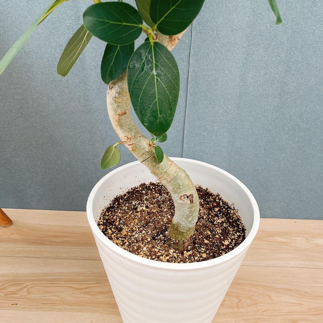 ［現品］84番　フィカス　ベンガレンシス　曲がり 8号　観葉植物　室内　大型