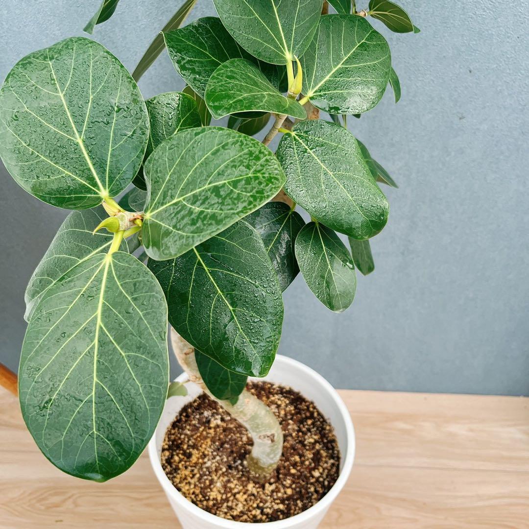 ［現品］84番　フィカス　ベンガレンシス　曲がり 8号　観葉植物　室内　大型