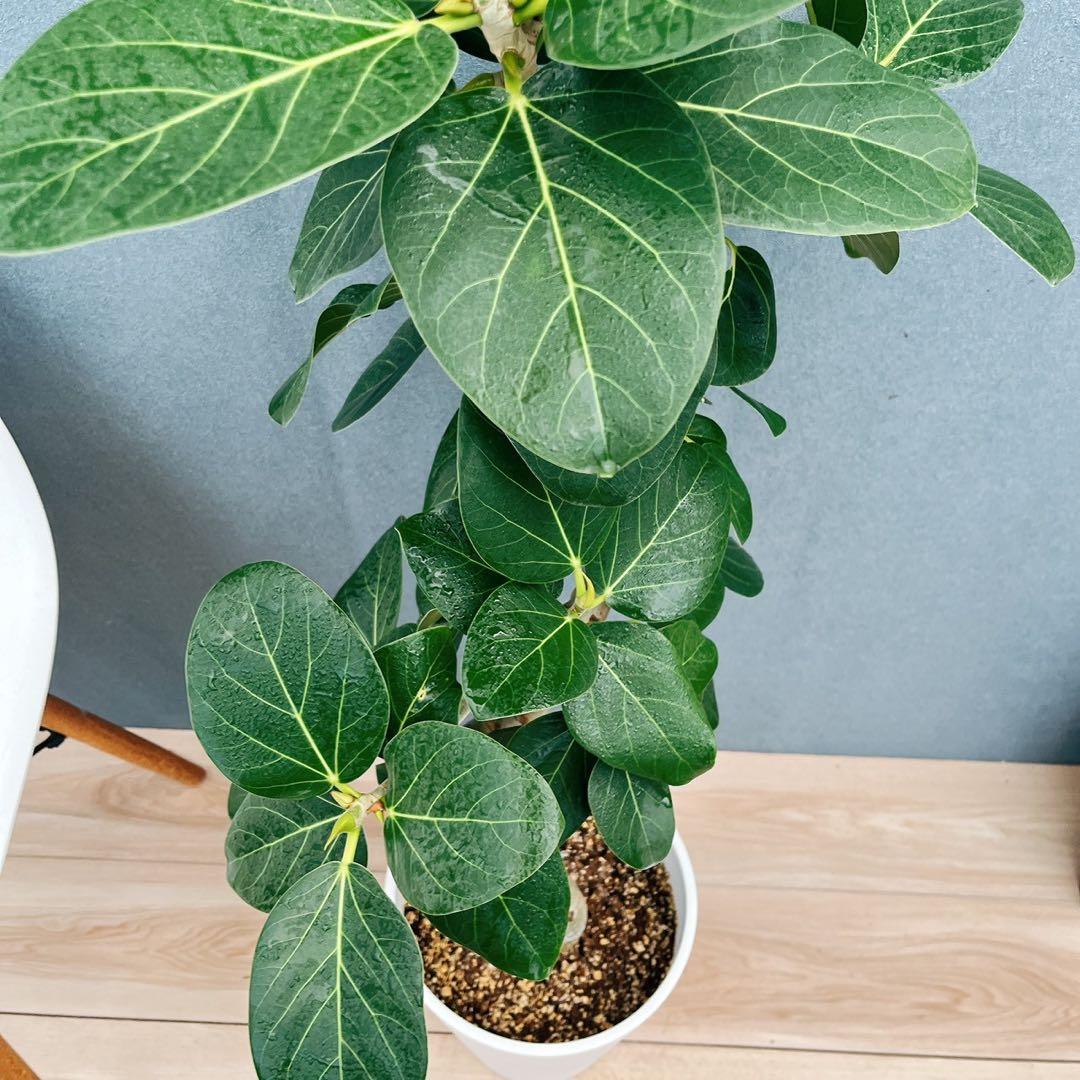 ［現品］84番　フィカス　ベンガレンシス　曲がり 8号　観葉植物　室内　大型