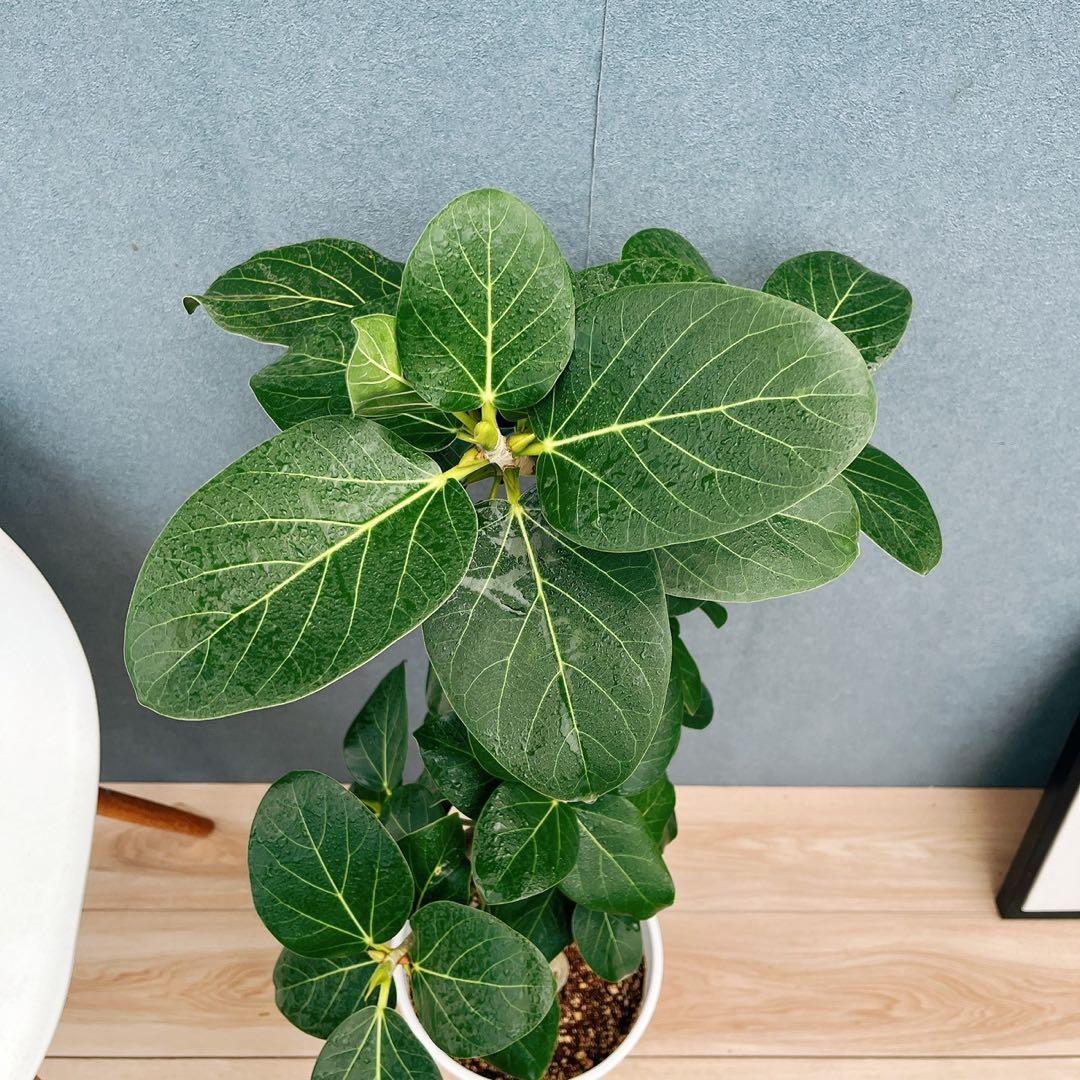 ［現品］84番　フィカス　ベンガレンシス　曲がり 8号　観葉植物　室内　大型