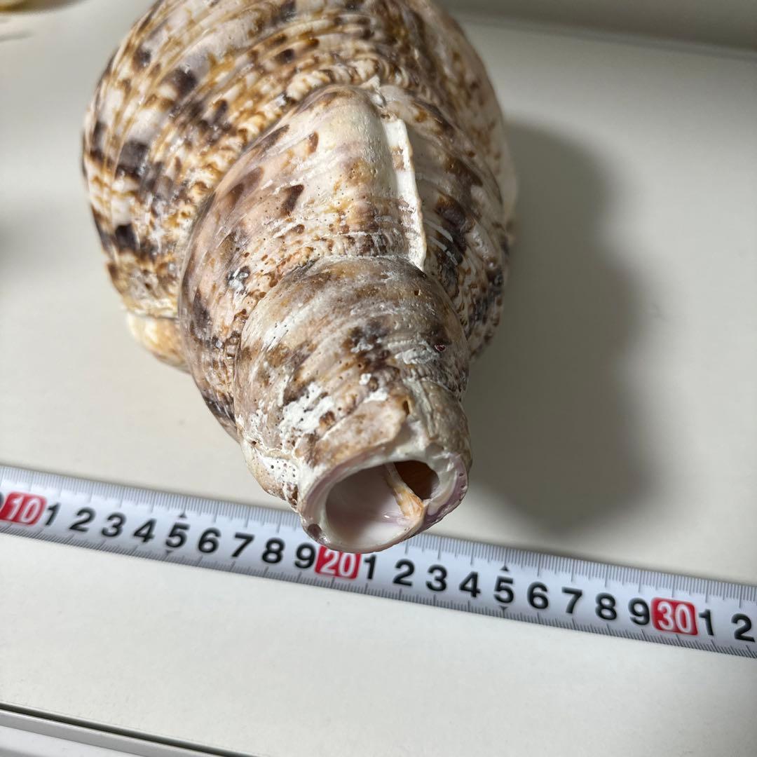 法螺貝 貝殻 標本 先端加工済み 約300mm