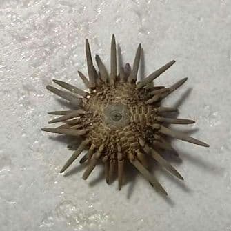 Arbacia lixula africana　棘付き標本