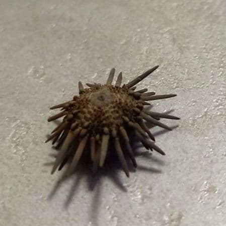 Arbacia lixula africana　棘付き標本