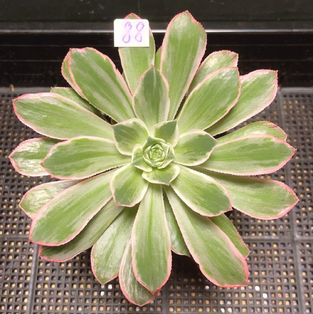 88#多肉植物アエオニウム錦❤️はくていじょう❤️白帝城❤️1大頭16cm拔き苗