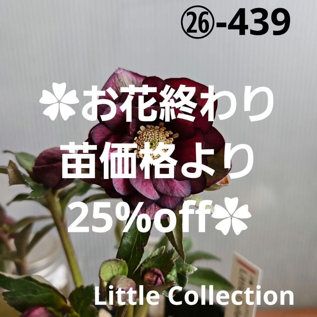 ㉖-439クリスマスローズ