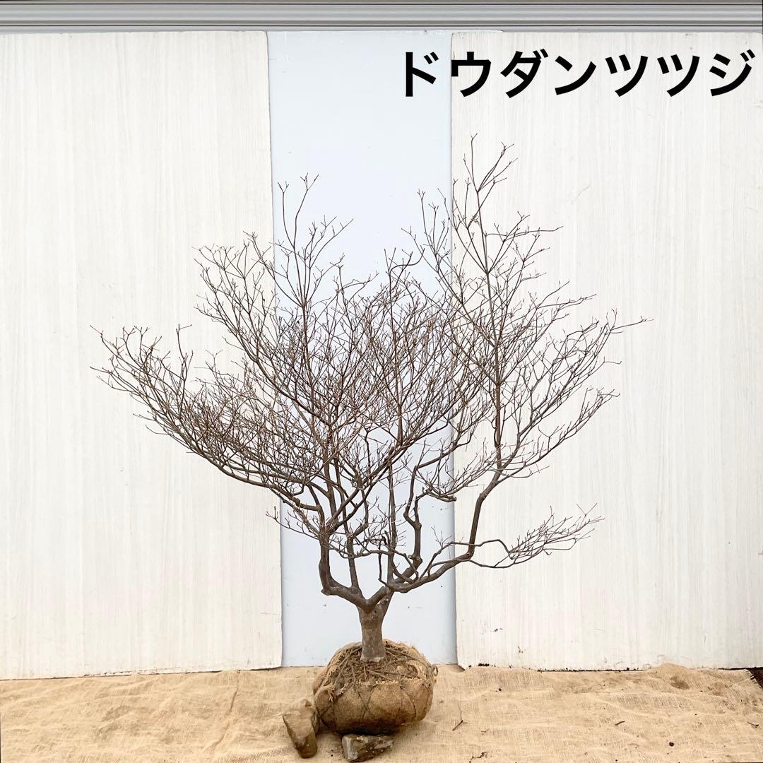 山採りドウダンツツジ　/101