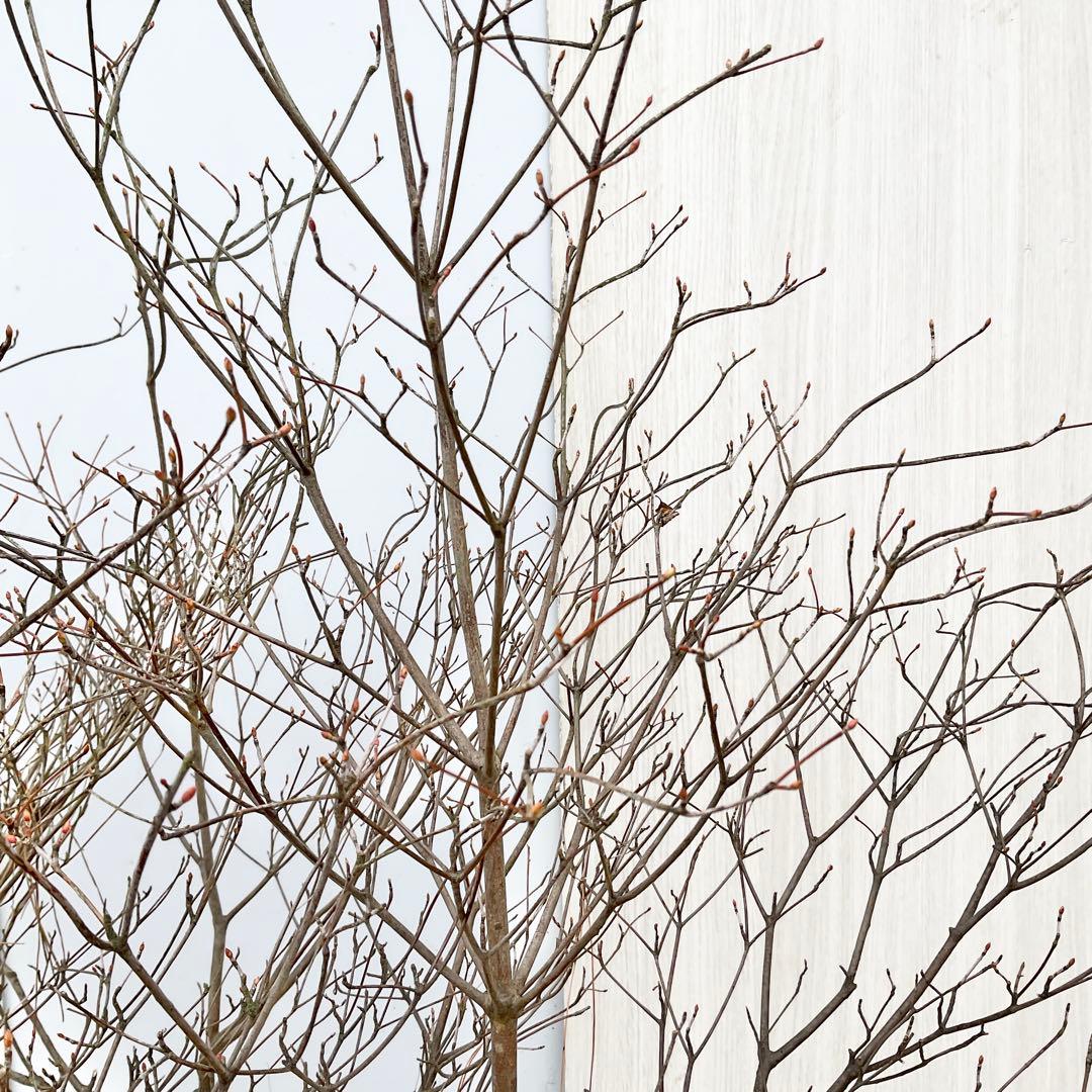 山採りドウダンツツジ　/101