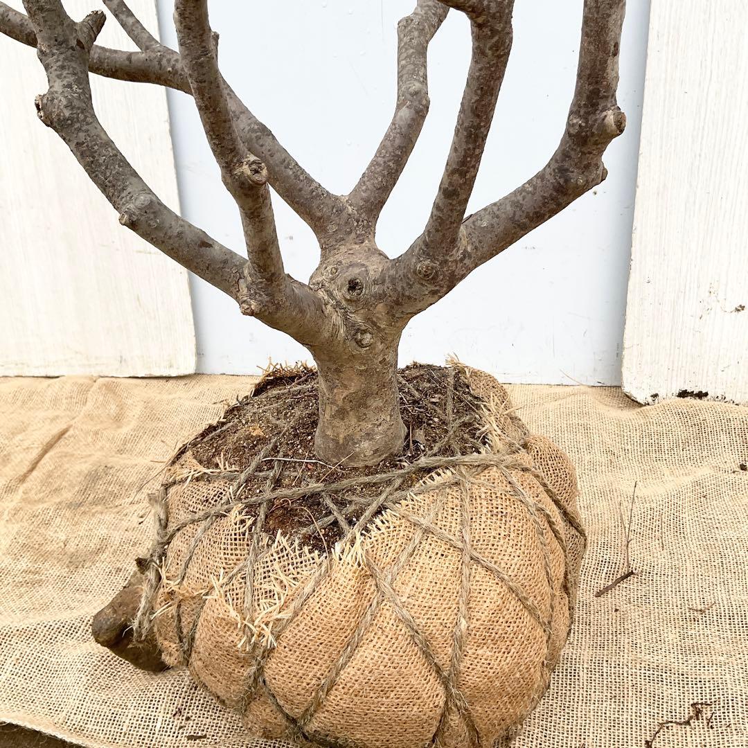 山採りドウダンツツジ　/101